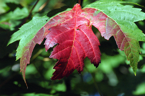Maple Leaf in Elmhurst