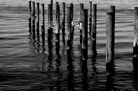 BW_The Old Dock.jpg