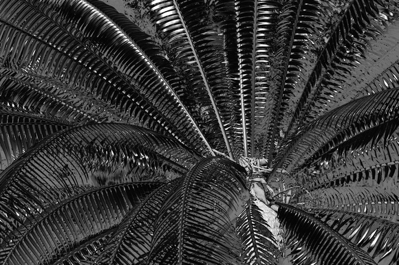 Palm Leaves_BW.jpg