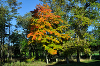 Fall Foliage 2011