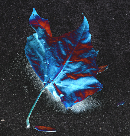 Blue Red Leave