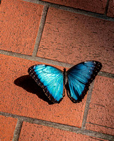 Butterfly_blue Brickjpg