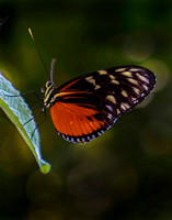 Butterfly_Light