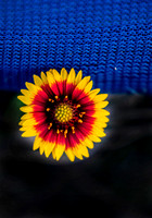 Flower under Blue