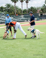 Guide Dogs_2018_Veterans Appreciation Day_Ed Smith Stadium_MOAA__DHT0110