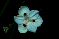 Flower_1