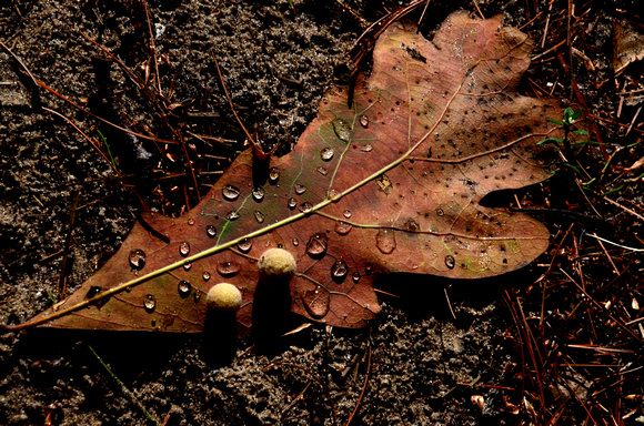 Leafy Spots