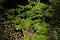 Mossy Lichen