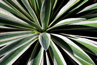 Spanish Point Cactus